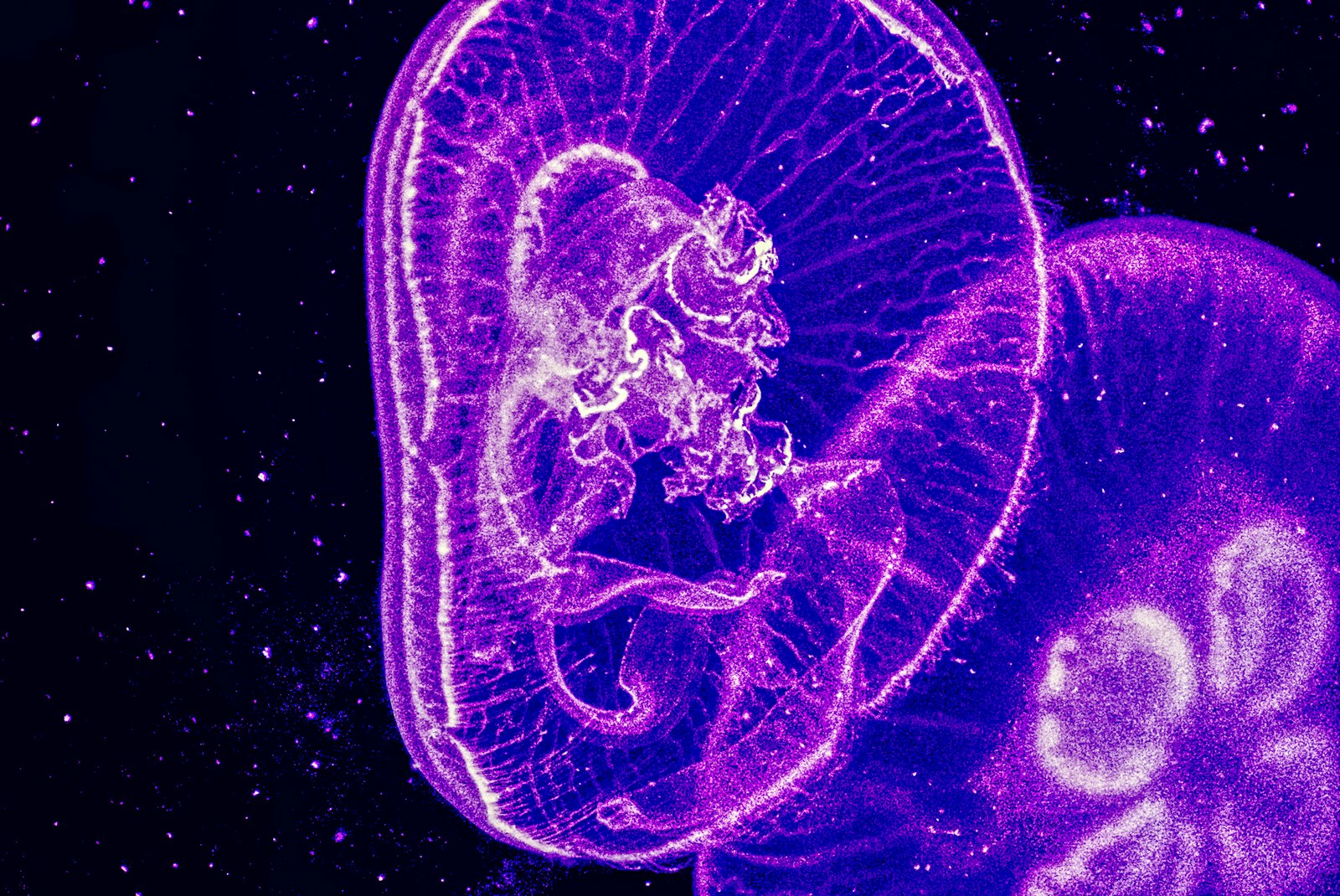 Foto de Sergio Mena Ferreira en Unsplash