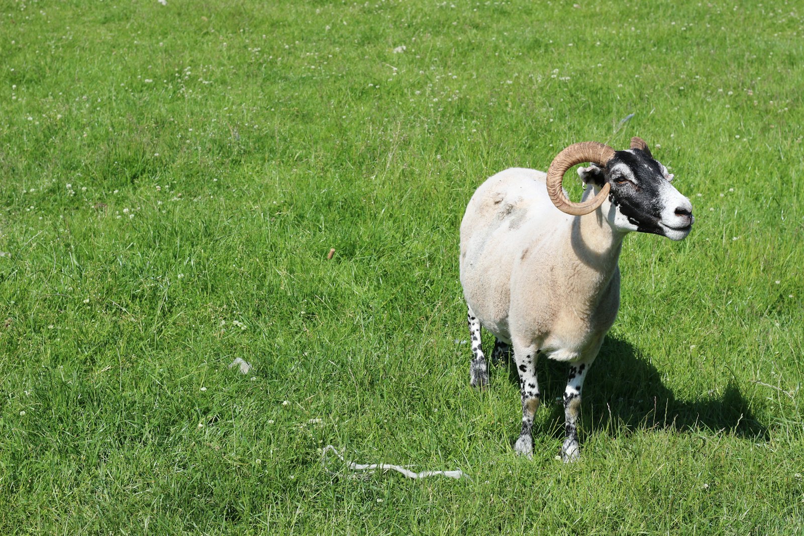 Foto de Ayles Thomson en Unsplash