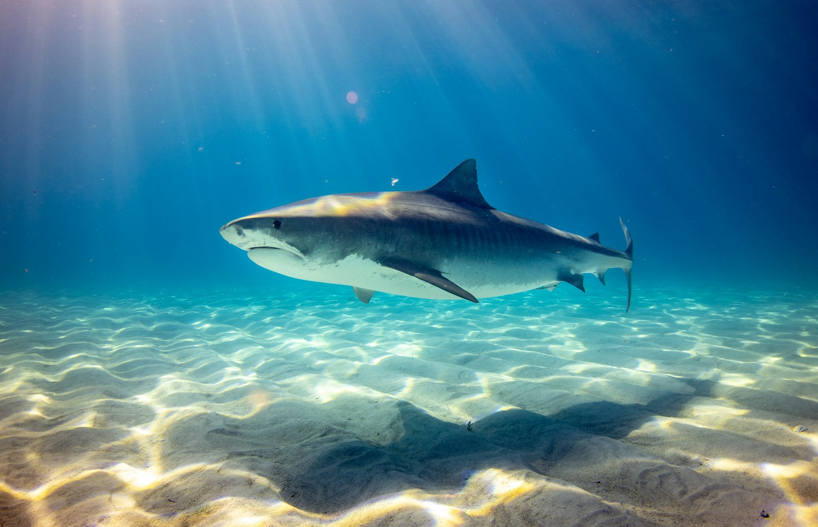 Foto de Gerald Schömbs en Unsplash